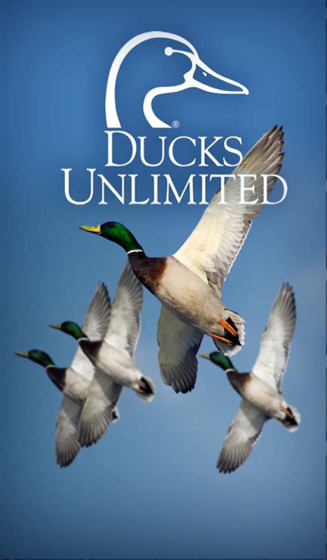 <b>DUCKS</b> <b>UNLIMITED</b> INC Is this your nonprofit? 501 (c) (3) organization Donations may or may not be tax-deductible URL not available 1 WATERFOWL WAY MEMPHIS TN 38120-2350 MEMPHIS TN | IRS ruling year: 1956 | EIN: 41-1531790 Mission not available Rating Information Not currently rated Ratings are calculated from one or more beacon scores. . Ducks unlimited membership status